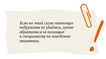 Иллюстрация к книге — Секреты кошек. Как понять кошку и стать ей другом [i_059.jpg]