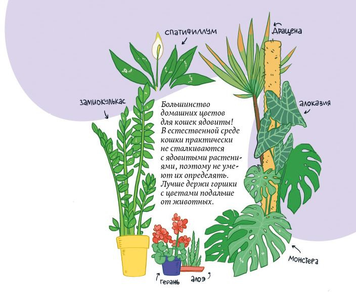 Иллюстрация к книге — Секреты кошек. Как понять кошку и стать ей другом [i_063.jpg]
