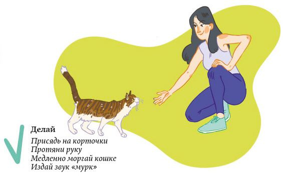Иллюстрация к книге — Секреты кошек. Как понять кошку и стать ей другом [i_077.jpg]