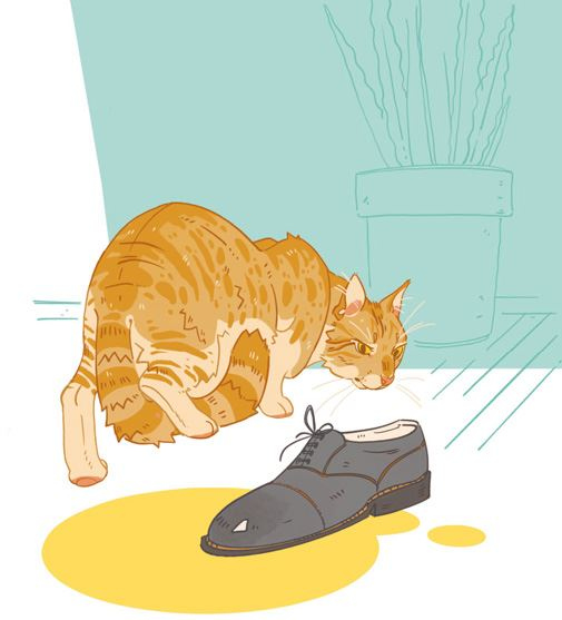 Иллюстрация к книге — Секреты кошек. Как понять кошку и стать ей другом [i_081.jpg]