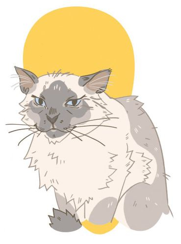 Иллюстрация к книге — Секреты кошек. Как понять кошку и стать ей другом [i_084.jpg]