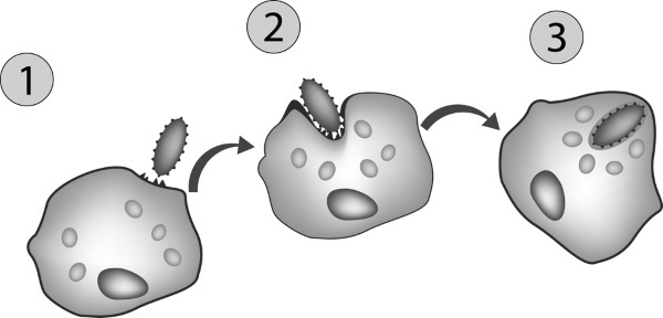 Иллюстрация к книге — Фильтруй! Как работают наши печень и почки [_8.jpg]