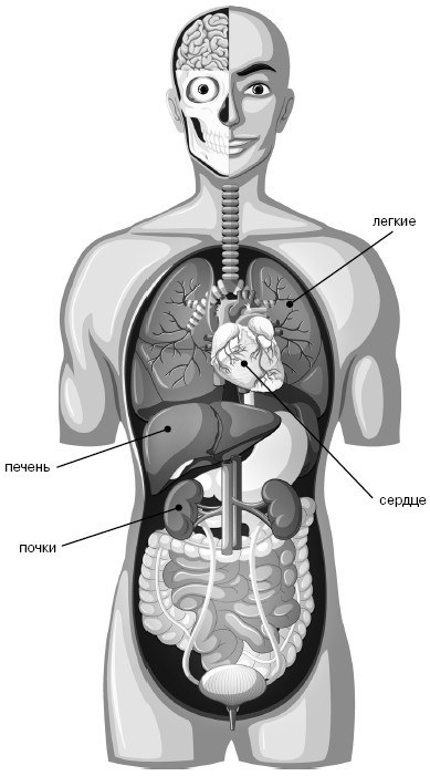 Иллюстрация к книге — Фильтруй! Как работают наши печень и почки [_9.jpg]