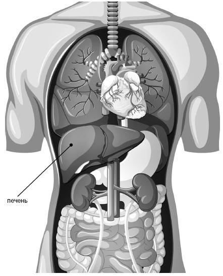 Иллюстрация к книге — Фильтруй! Как работают наши печень и почки [i_002.jpg]