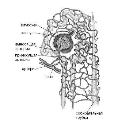 Иллюстрация к книге — Фильтруй! Как работают наши печень и почки [i_005.jpg]