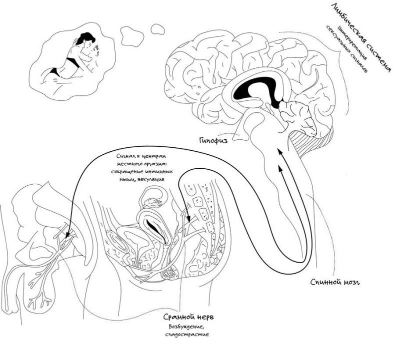 Иллюстрация к книге — Сексуальный фастфуд. Физиология отношений глазами женщины [i_002.jpg]