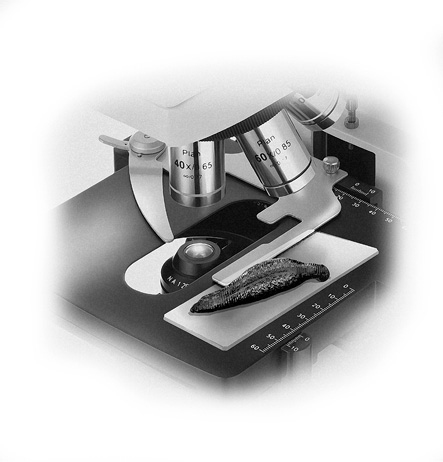 Иллюстрация к книге — Повышение по службе [i_004.jpg]