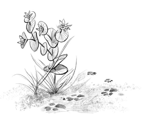 Иллюстрация к книге — Талисман четырёх стихий [i_056.jpg]