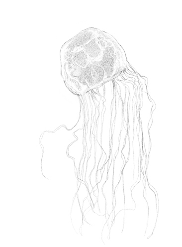 Иллюстрация к книге — Говорящий лес [i_055.jpg]