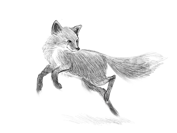 Иллюстрация к книге — Говорящий лес [i_070.jpg]