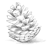 Иллюстрация к книге — Говорящий лес [i_128.jpg]