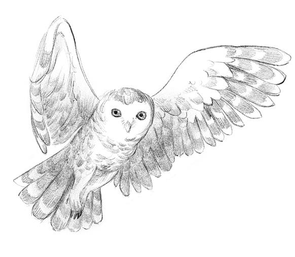 Иллюстрация к книге — Говорящий лес [i_138.jpg]