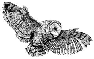 Иллюстрация к книге — Спящая [i_006.jpg]