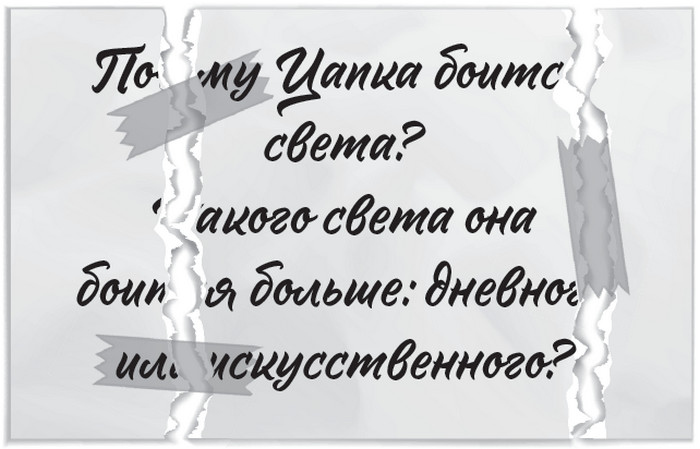 Иллюстрация к книге — Плюшевая голова [i_010.jpg]