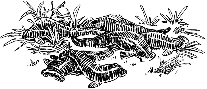 Иллюстрация к книге — Загадка планеты Терра [i_008.webp]