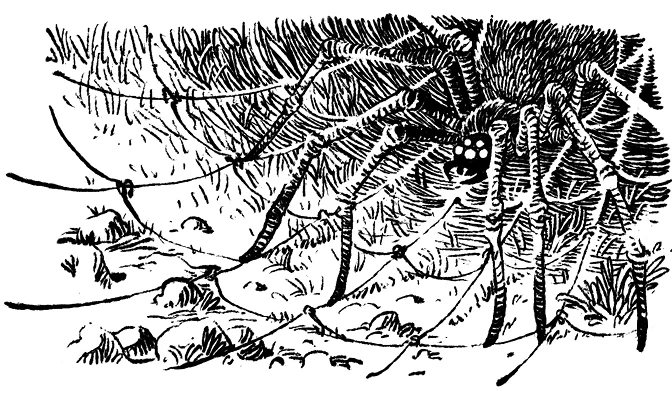 Иллюстрация к книге — Загадка планеты Терра [i_009.webp]