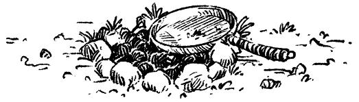 Иллюстрация к книге — Загадка планеты Терра [i_015.webp]