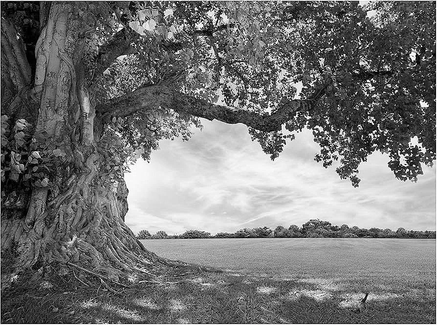 Иллюстрация к книге — Тайна тосканской ведьмы [i_005.webp]