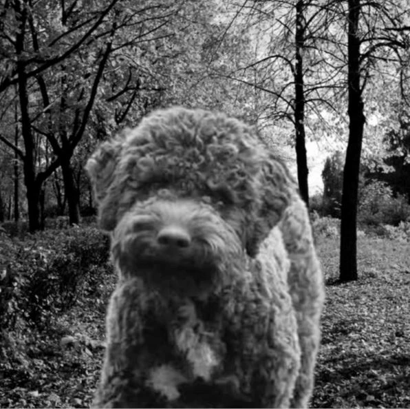 Иллюстрация к книге — Трюфельные сказки Италии. Путешествие за новыми историями и блюдами [i_038.webp]