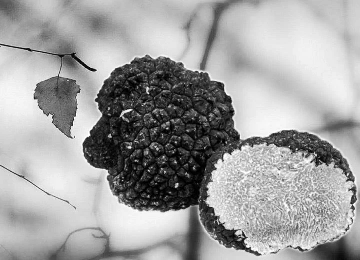 Иллюстрация к книге — Трюфельные сказки Италии. Путешествие за новыми историями и блюдами [i_044.webp]