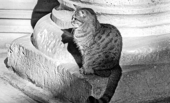 Иллюстрация к книге — Странствия по рецептам мира. Сделаем все быстро, просто и вкусно! [i_033.webp]