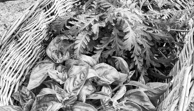 Иллюстрация к книге — Странствия по рецептам мира. Сделаем все быстро, просто и вкусно! [i_074.webp]