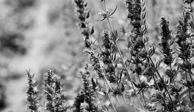 Иллюстрация к книге — Странствия по рецептам мира. Сделаем все быстро, просто и вкусно! [i_075.webp]