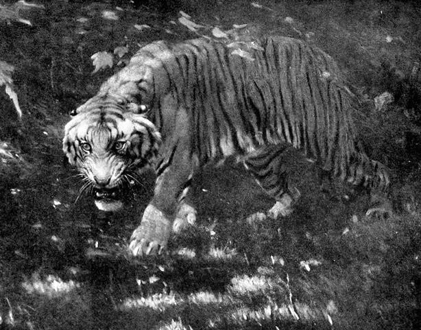 Иллюстрация к книге — Миллиарды Арсена Люпена [i_040.webp]