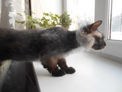 Иллюстрация к книге — Мой азиатский принц 2 [i_001.webp]