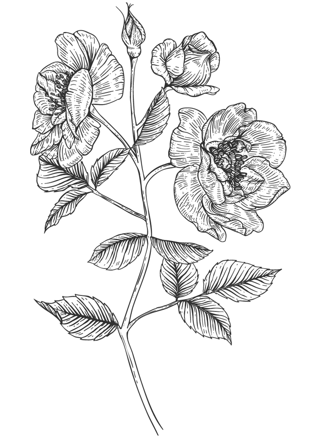 Иллюстрация к книге — Папа, я против этого брака! Том 2 [i_004.webp]