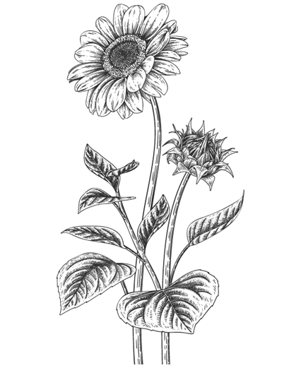 Иллюстрация к книге — Папа, я против этого брака! Том 2 [i_011.webp]