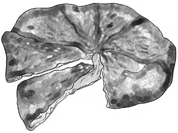 Иллюстрация к книге — Ночь упырей [i_009.webp]