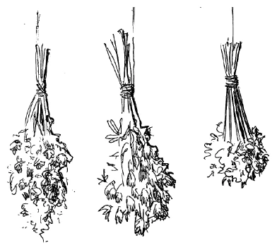 Иллюстрация к книге — Ведьмин смех [book-illustration-115.webp]