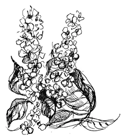 Иллюстрация к книге — Ведьмин смех [book-illustration-15.webp]