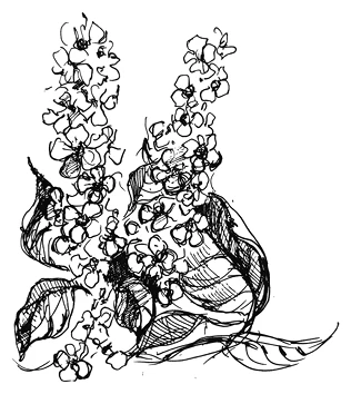 Иллюстрация к книге — Ведьмин смех [book-illustration-3.webp]