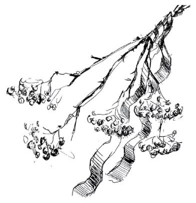 Иллюстрация к книге — Ведьмин смех [book-illustration-37.webp]