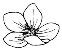 Иллюстрация к книге — Янтарь рассеивает тьму. Каин [book-illustration-22.webp]