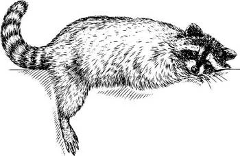 Иллюстрация к книге — Полукровка [book-illustration-5.webp]