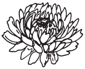 Иллюстрация к книге — Две хризантемы [book-illustration-5.webp]