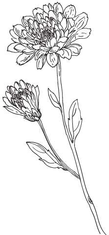 Иллюстрация к книге — Две хризантемы [book-illustration-7.webp]