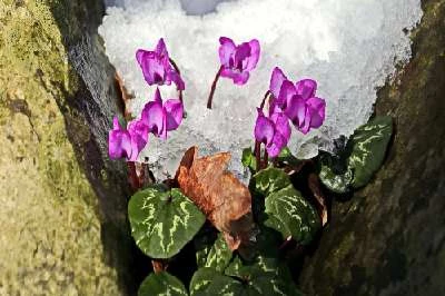 Иллюстрация к книге — Искушение Фрейи [book-illustration-25.webp]