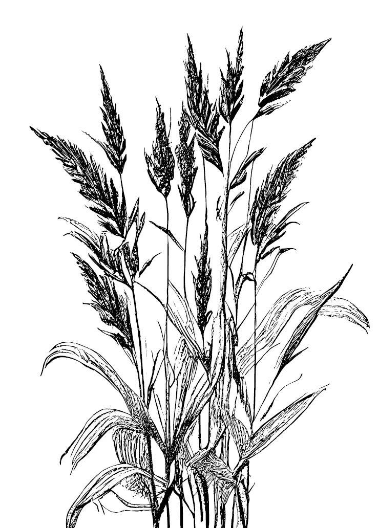 Иллюстрация к книге — Аир. Хозяин болота [book-illustration-6.webp]