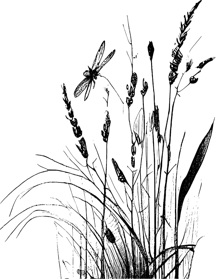 Иллюстрация к книге — Аир. Хозяин болота [book-illustration-7.webp]