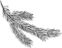 Иллюстрация к книге — Йага. Колдовская невеста [book-illustration-2.webp]