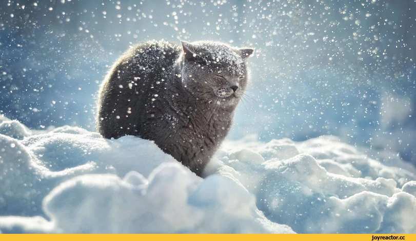 Иллюстрация к книге — Брак по драконьему обычаю, или с Новым Гадом, наследница! [book-illustration-9.webp]