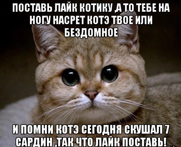 Иллюстрация к книге — Приманка Хаоса 07 [book-illustration-1.webp]