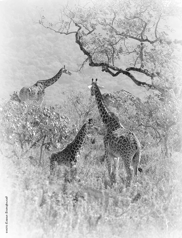 Иллюстрация к книге — Танзания без тормозов, или Вынос мозга по-африкански. Записки путешественника [book-illustration-29.webp]