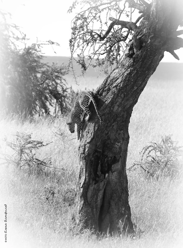 Иллюстрация к книге — Танзания без тормозов, или Вынос мозга по-африкански. Записки путешественника [book-illustration-44.webp]