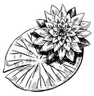 Иллюстрация к книге — Дилогия «Аконит, Фантом» [i_009.webp]