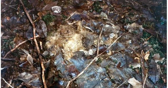 Иллюстрация к книге — Тед. Настоящая история самого знаменитого серийного убийцы Америки. Книга I [book-illustration-21.webp]